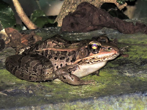 Forrer's Grass Frog