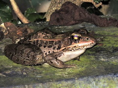 Lithobates forreri