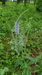 Veronica longifolia