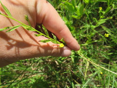 Linum virginianum