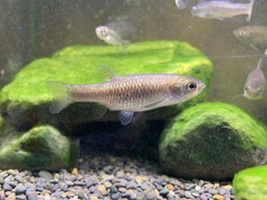 Aphyocypris chinensis