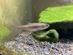 Aphyocypris chinensis