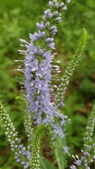 Veronica longifolia