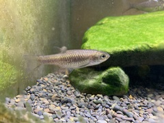 Aphyocypris chinensis