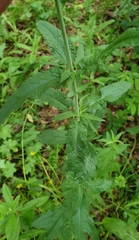 Veronica longifolia