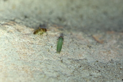Xyphon reticulatum