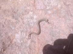 Thamnophis scaliger