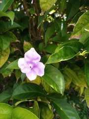 Brunfelsia grandiflora