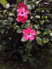 Hibiscus rosa-sinensis