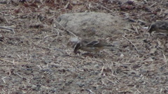 Crithagra reichenowi