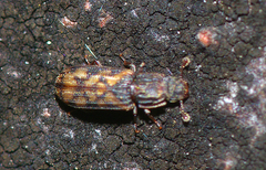 Bitoma insularis
