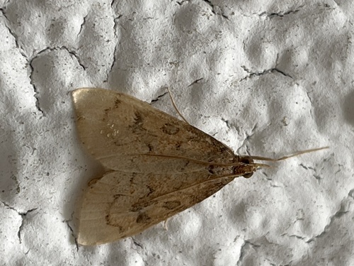 photo of Celery Leaftier Moth (Udea rubigalis)