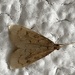photo of Celery Leaftier Moth (Udea rubigalis)