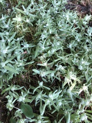 Psilocarphus elatior