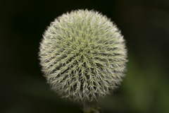 Echinops exaltatus
