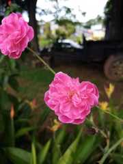 Rosa