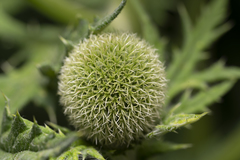 Echinops exaltatus