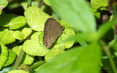 Hermeuptychia canthe