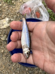 Squalidus wolterstorffi