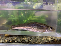 Squalidus wolterstorffi