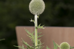 Echinops exaltatus
