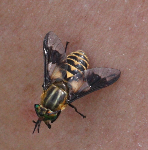 Chrysops divaricatus