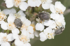 Cleopomiarus graminis