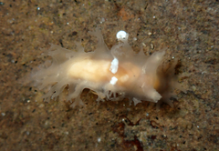 Tritonicula myrakeenae