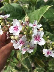 Pseuderanthemum carruthersii