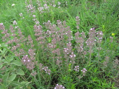 Thymus pannonicus
