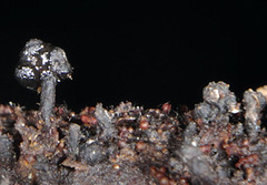 Xylaria xylarioides