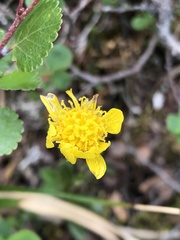 Tephroseris integrifolia atropurpurea