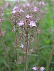 Thymus pannonicus