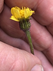 Tephroseris integrifolia atropurpurea