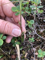 Tephroseris integrifolia atropurpurea