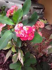 Euphorbia milii