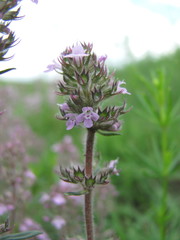 Thymus pannonicus