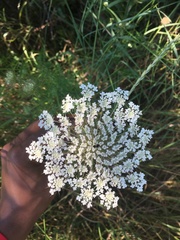 Daucus carota