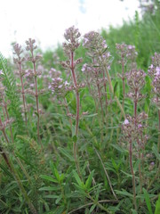 Thymus pannonicus