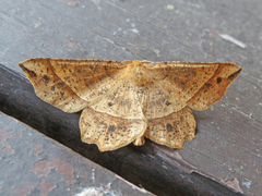 Euchlaena tigrinaria