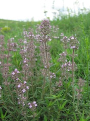 Thymus pannonicus