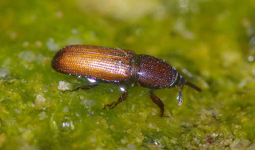 Mesites pallidipennis