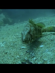 Epinephelus guttatus