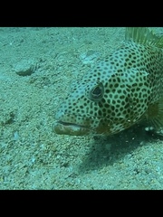 Epinephelus guttatus