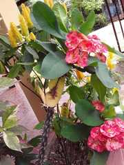 Euphorbia milii