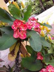 Euphorbia milii
