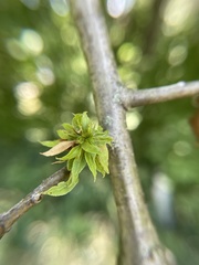 Dryocosmus floridensis