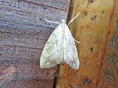 Evergestis pallidata