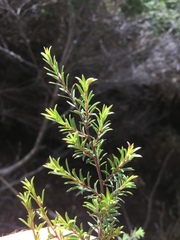 Kunzea linearis
