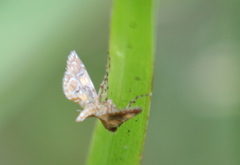 Elophila icciusalis image